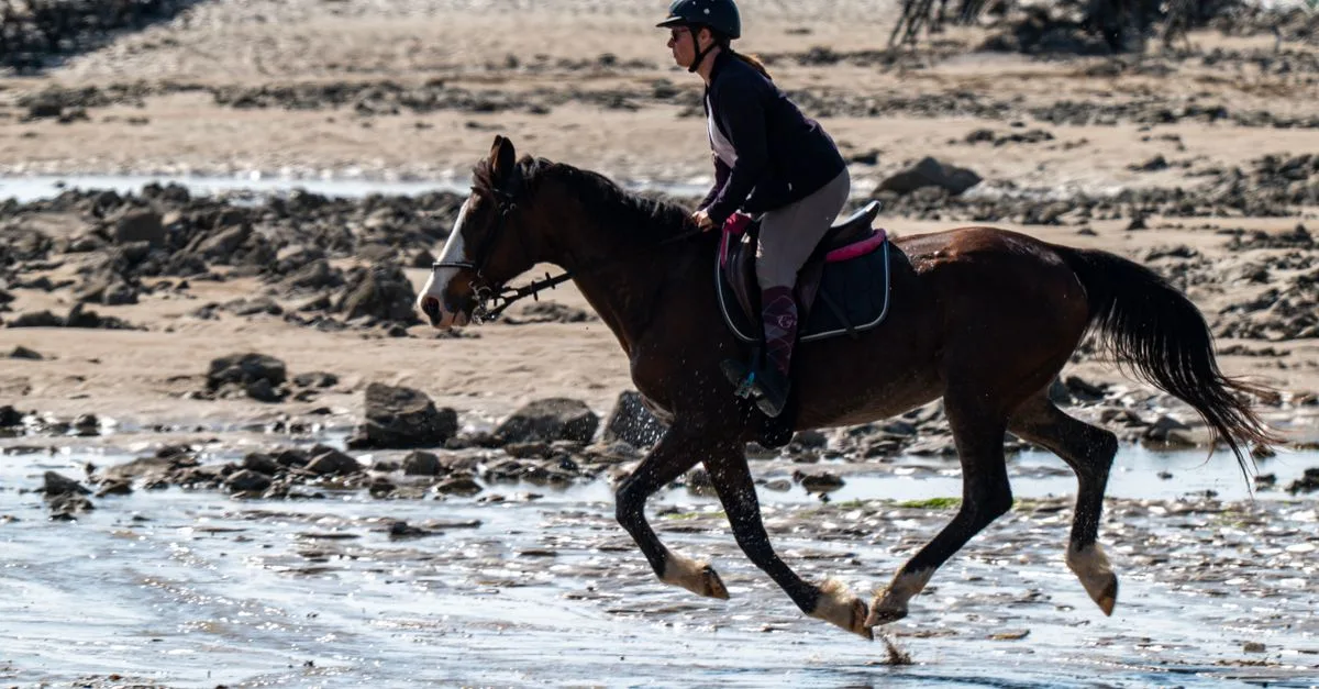 évaluez votre maîtrise des compétences du galop 3 : techniques équestres, contrôle du cheval et connaissances essentielles pour progresser en toute confiance.