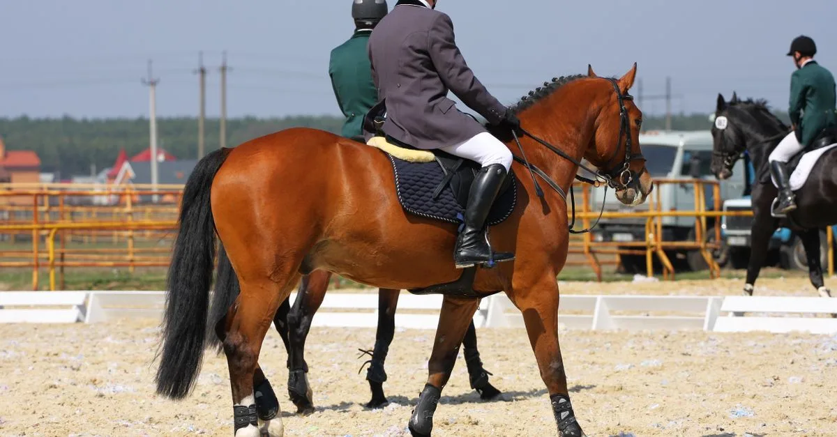 révisez les figures de dressage du galop 7 : enchaînements, tracés et conseils pour maîtriser votre reprise et préparer l’examen.
